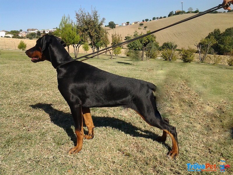 Cuccioli Dobermann alta Genealogia - Foto n. 2