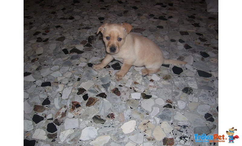 Cuccioli Meticci e Bellissimi - Foto n. 3