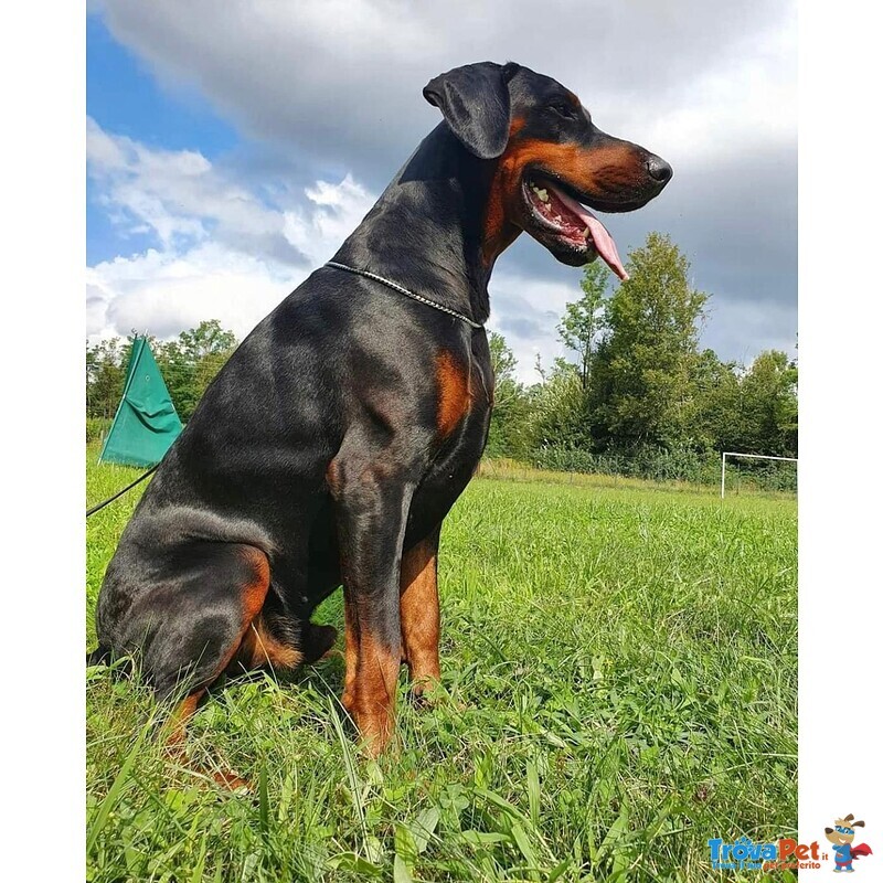 Cucciolo Dobermann - Foto n. 1