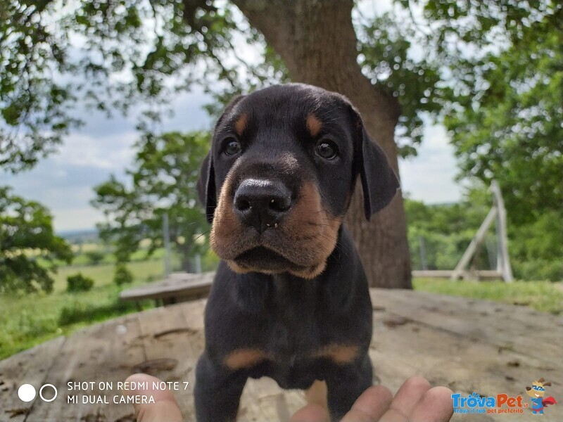 Cucciolo Dobermann - Foto n. 2