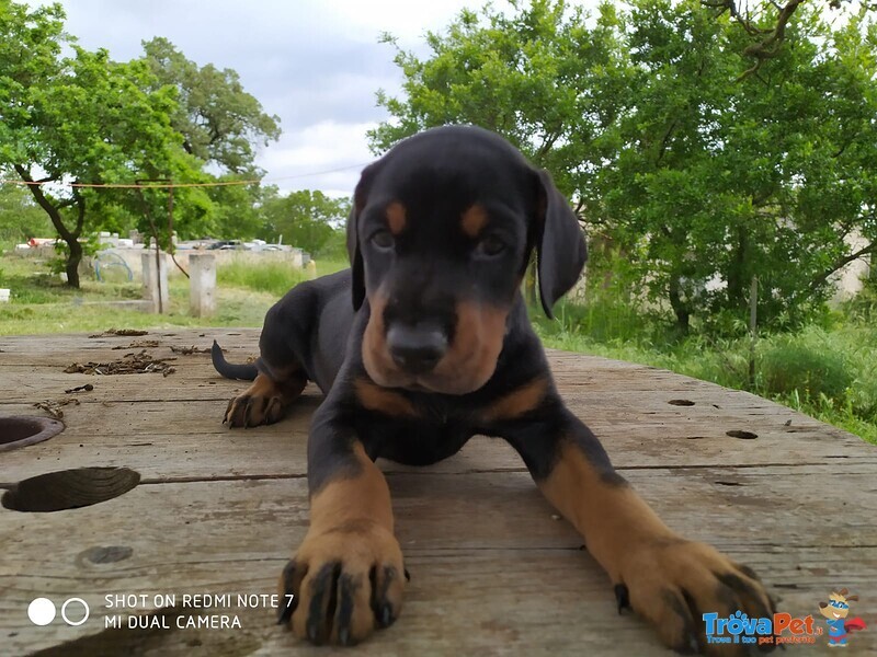 Cucciolo Dobermann - Foto n. 3