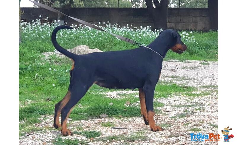 Cucciolo Dobermann - Foto n. 5