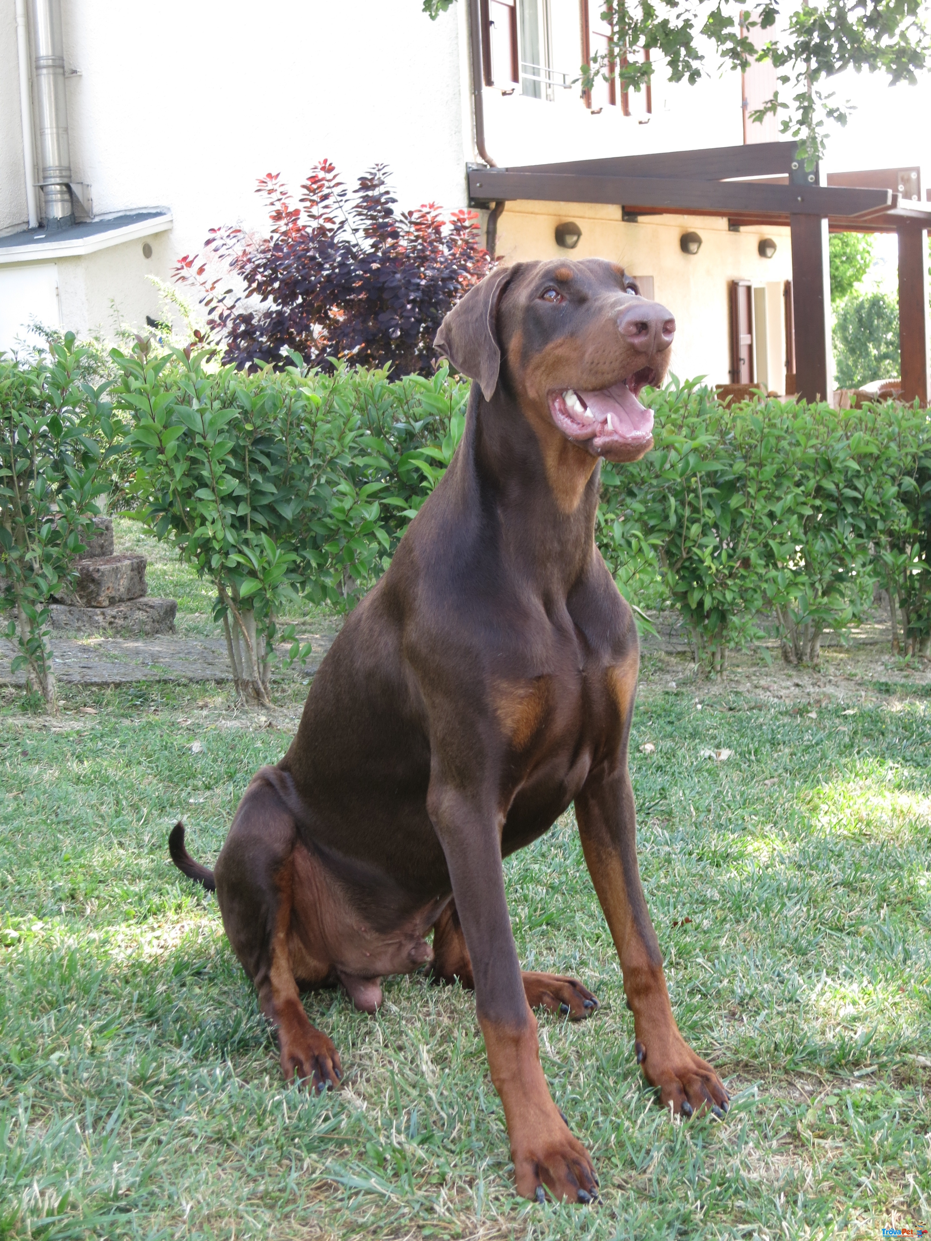 Cuccioli Dobermann alta Genealogia - Foto n. 3