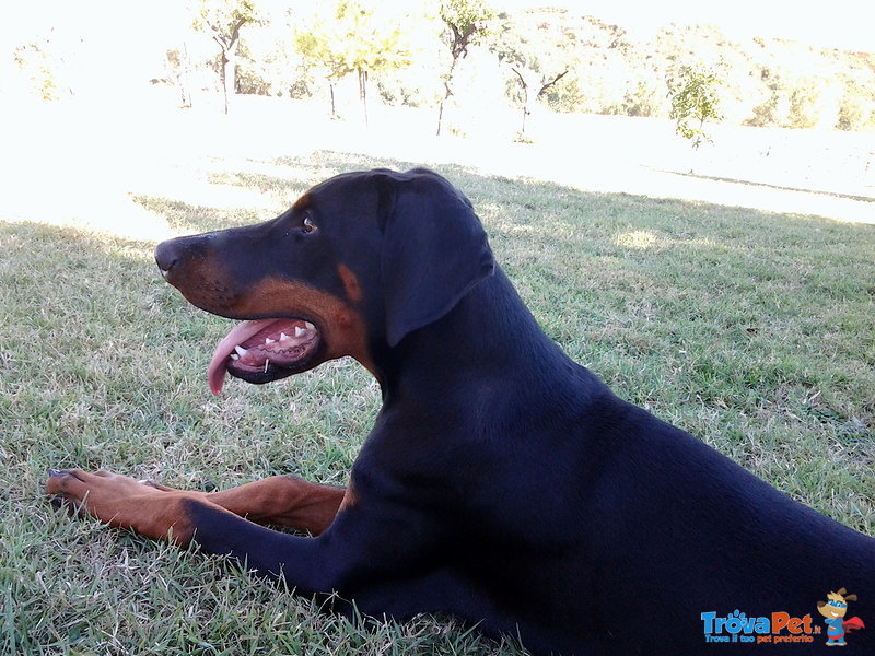 Cuccioli Dobermann alta Genealogia - Foto n. 4