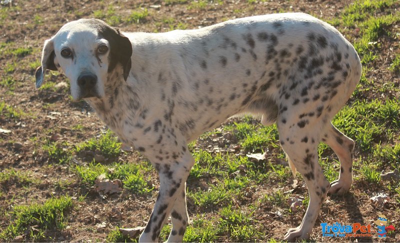 Due mix Dalmata - Foto n. 3