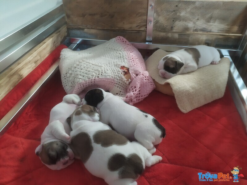 Cuccioli di Bulldog Francese - Foto n. 1