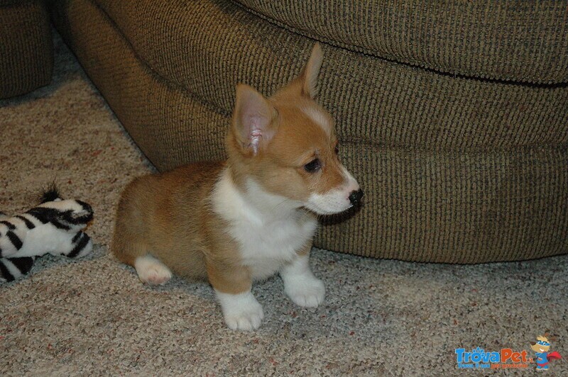 Cuccioli Welsh Corgi Maschio e Femmina - Foto n. 1