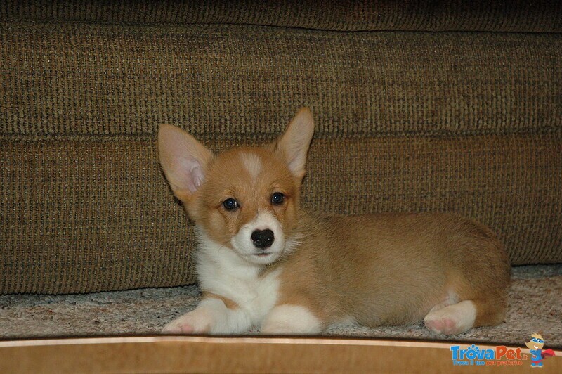 Cuccioli Welsh Corgi Maschio e Femmina - Foto n. 2