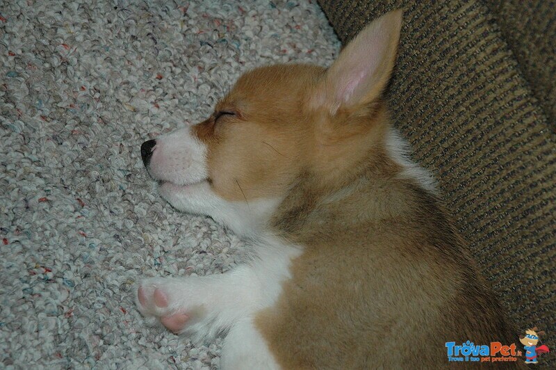 Cuccioli Welsh Corgi Maschio e Femmina - Foto n. 3