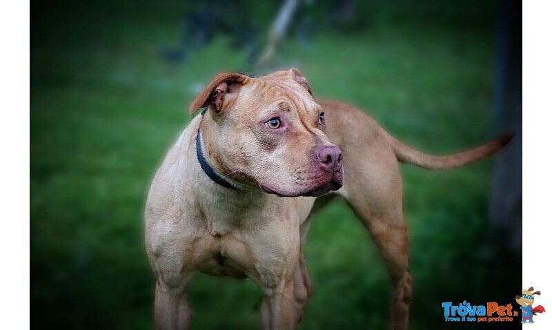 Cuccioli di American Pitbull Terrier - Foto n. 1