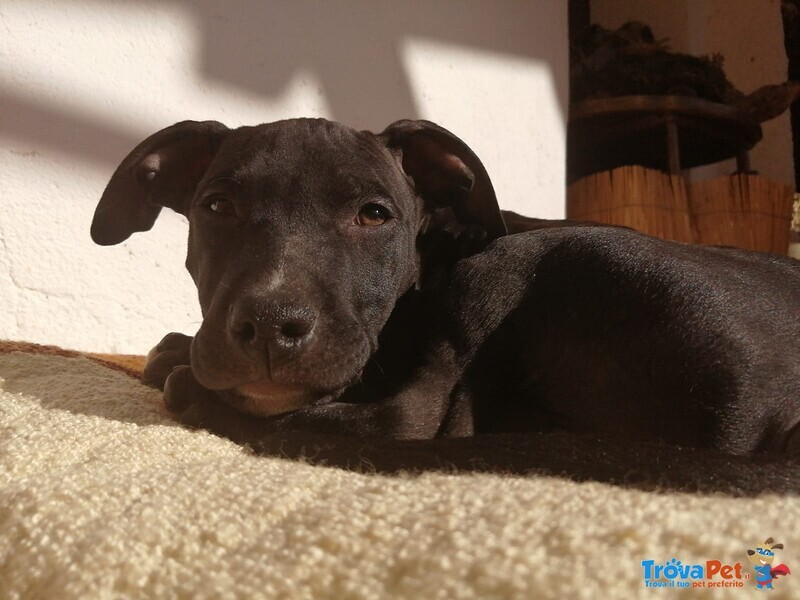 Pittbul Amstaff Cercano Casa - Foto n. 3