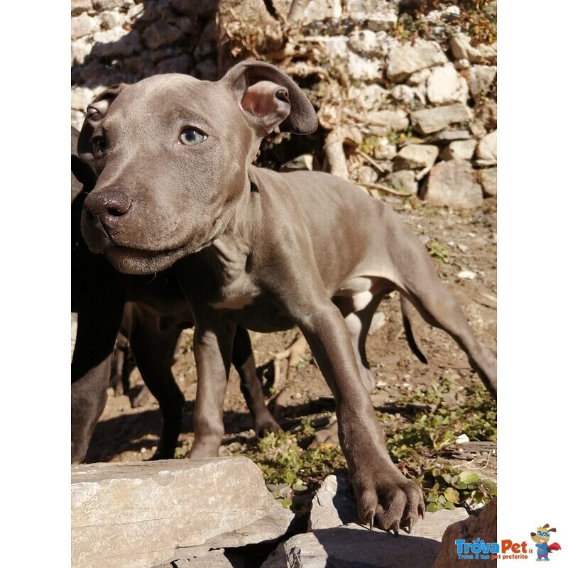 Pittbul Amstaff Cercano Casa - Foto n. 1