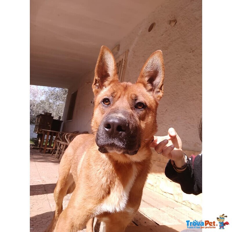 Dingo Incrocio Pastore Fulvo 2 Anni - Foto n. 3