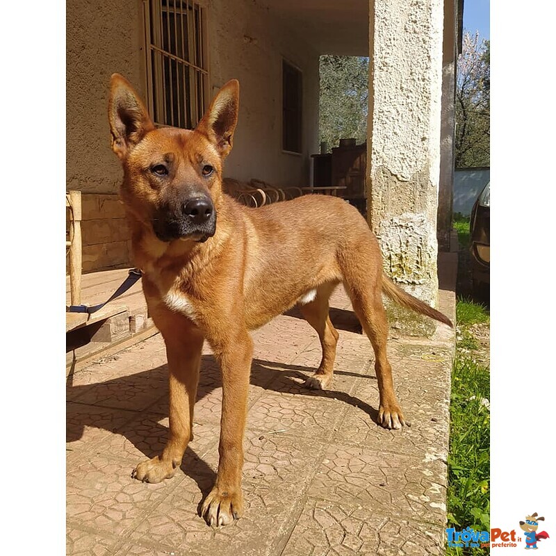 Dingo Incrocio Pastore Fulvo 2 Anni - Foto n. 4