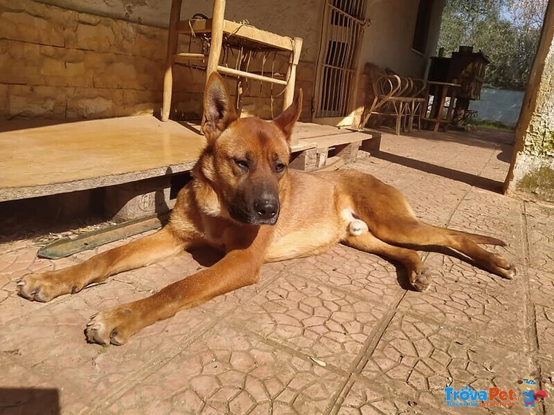 Dingo Incrocio Pastore Fulvo 2 Anni - Foto n. 6