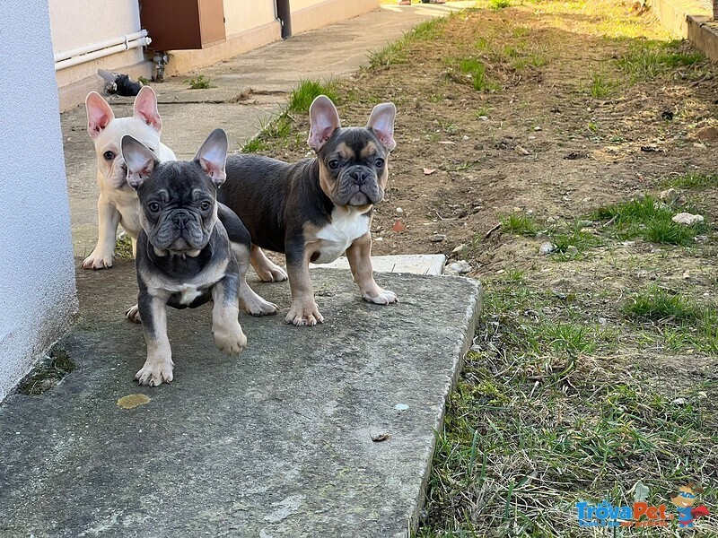 Bulldog Francese Esotico blue Tan - Foto n. 2