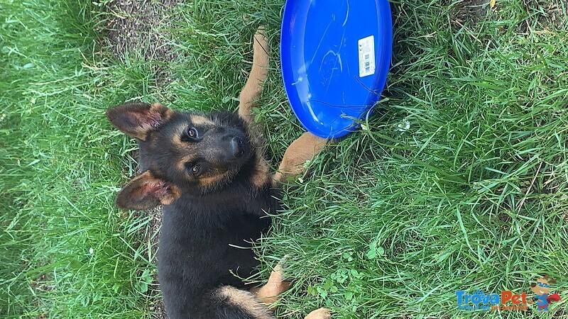 Cuccioli Pastore Tedesco - Foto n. 1