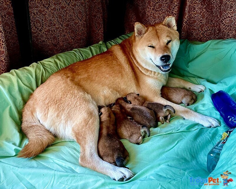 Cuccioli Shiba inu in Vendita - Foto n. 1