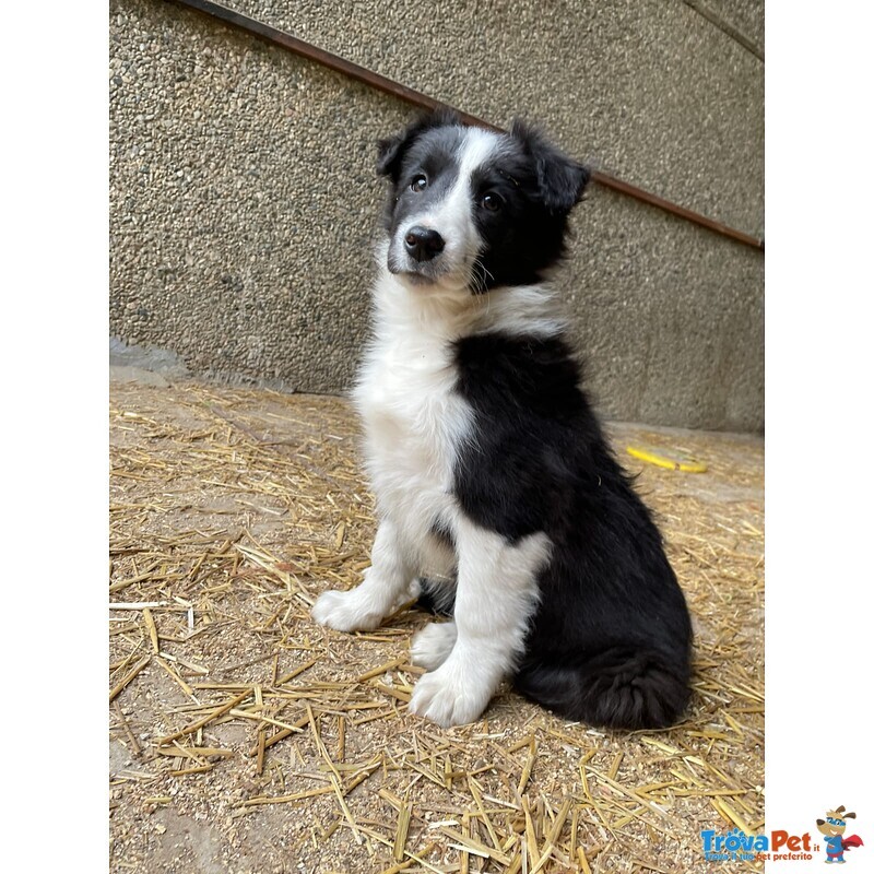 Border Collie naso da Tartufo - Foto n. 2