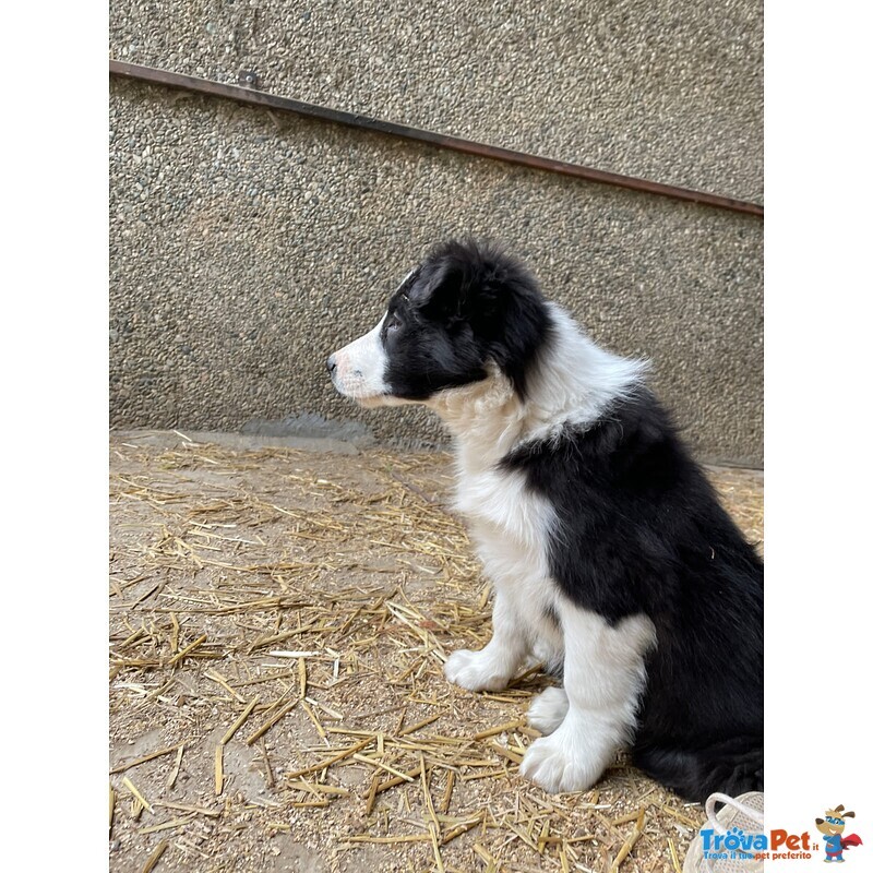 Border Collie naso da Tartufo - Foto n. 3