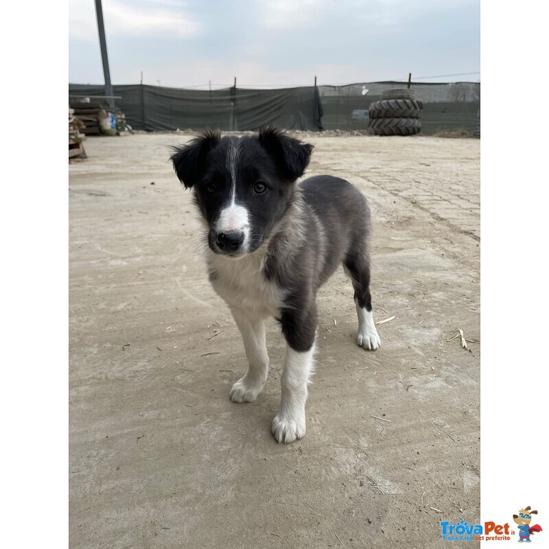 Border Collie naso da Tartufo - Foto n. 4