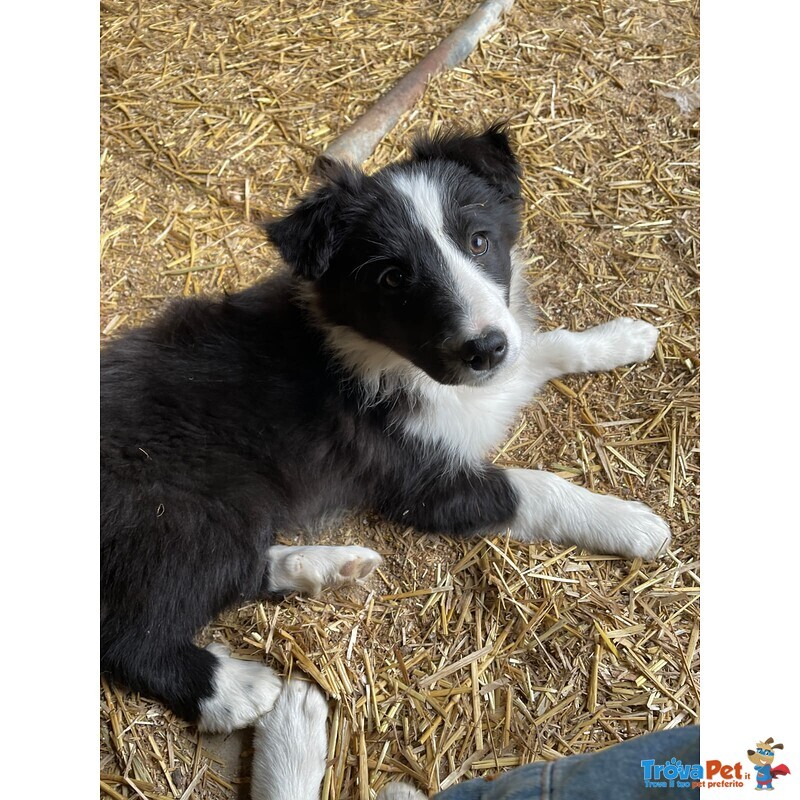 Border Collie naso da Tartufo - Foto n. 1