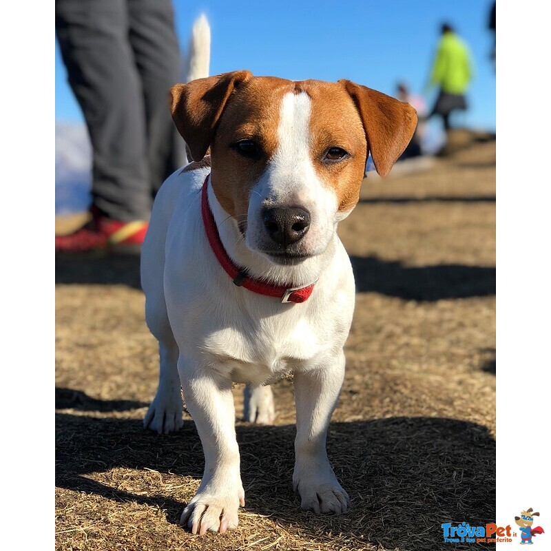 Bellissimo Jackrussel Terrier per Accoppiamenti - Foto n. 1