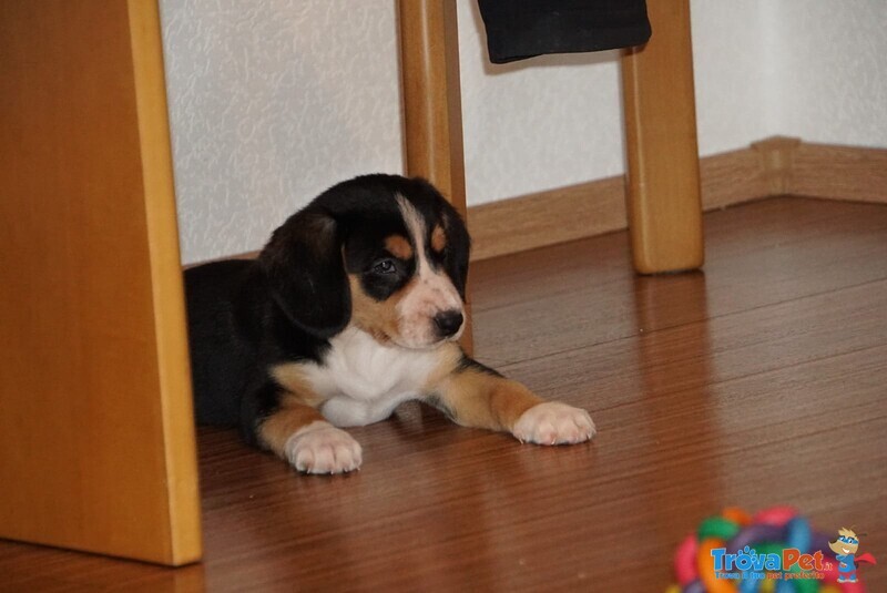 Cuccioli Bovaro di Entlebuch Maschio e Femmina - Foto n. 1