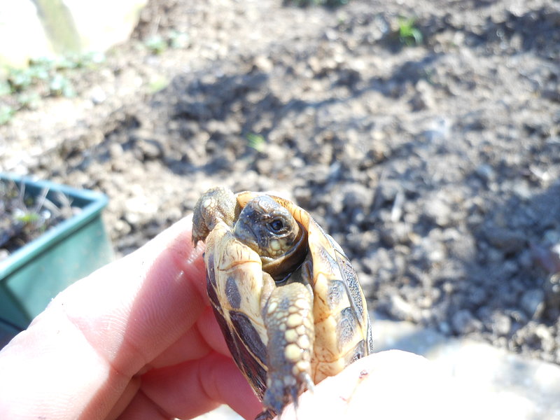 Tartarughe Hermanni Baby - Foto n. 1