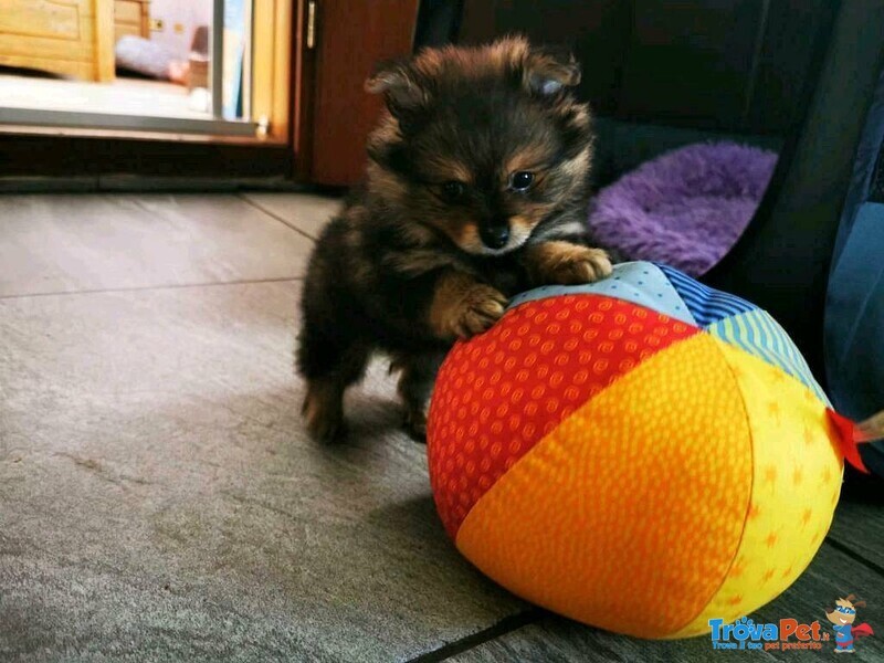 Cuccioli di Pomerania - Foto n. 3