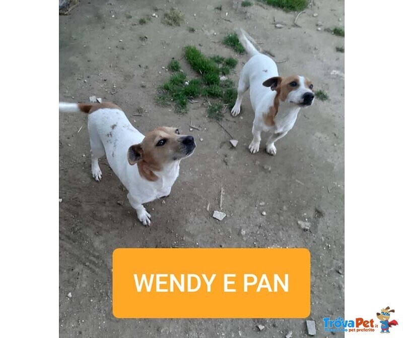 Pan e Wendy; jack Russel 2 Anni. L'essere di Razza non gli ha Risparmiato L'abbandono. Cercano Casa! - Foto n. 1