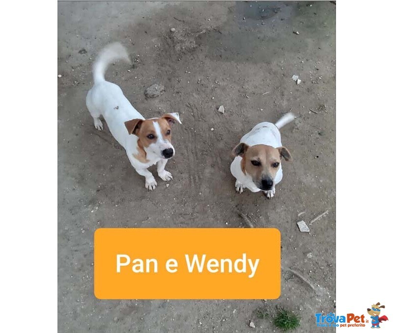 Pan e Wendy; jack Russel 2 Anni. L'essere di Razza non gli ha Risparmiato L'abbandono. Cercano Casa! - Foto n. 2