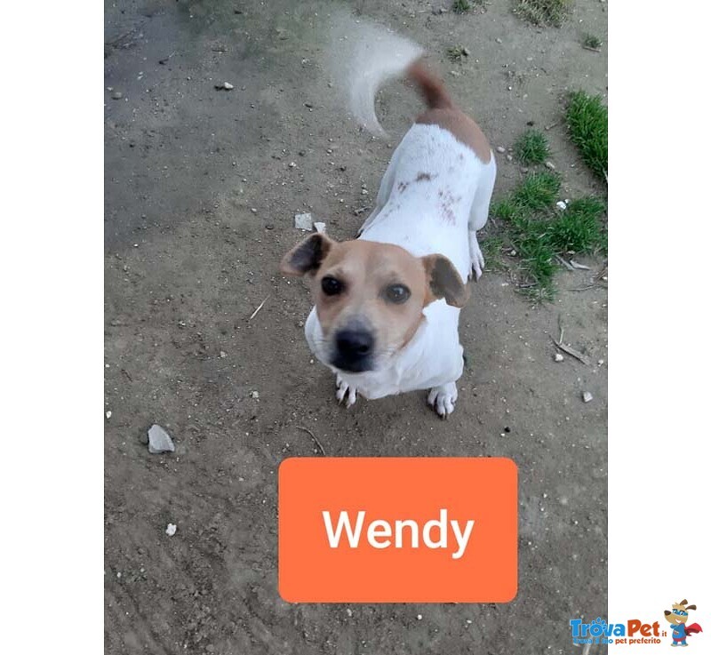 Pan e Wendy; jack Russel 2 Anni. L'essere di Razza non gli ha Risparmiato L'abbandono. Cercano Casa! - Foto n. 3