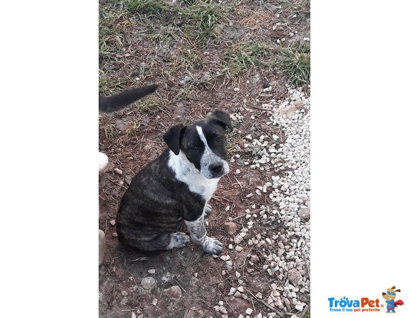 Mabel 3 mesi tg. Media: Abbandonato solo in Campagna. Cerca Urgentemente Casa! - Foto n. 1