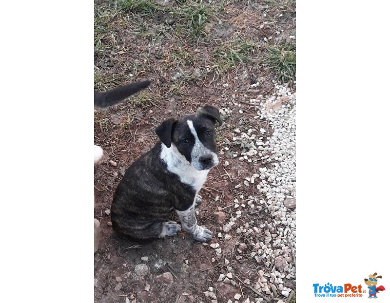 Mabel 3 mesi tg. Media: Abbandonato solo in Campagna. Cerca Urgentemente Casa! - Foto n. 1