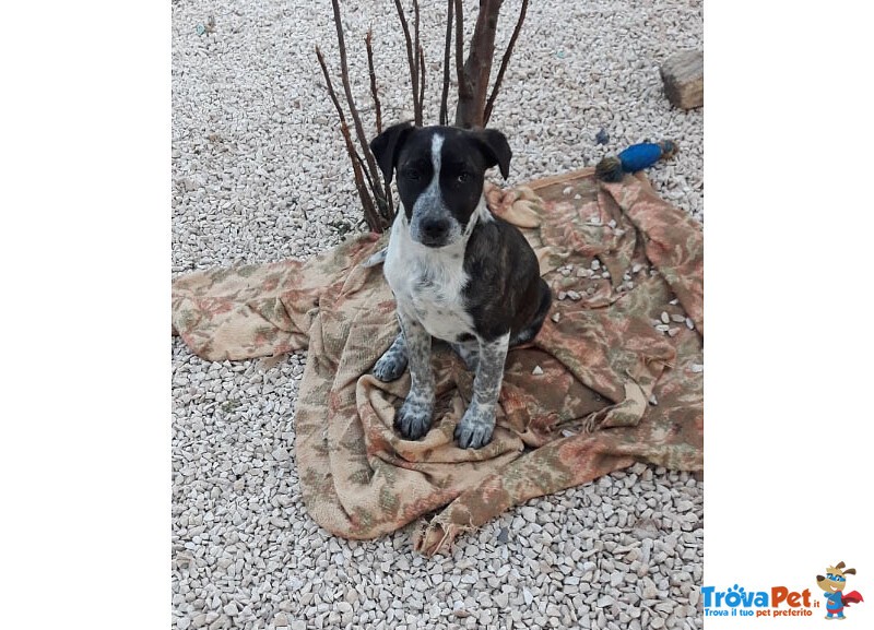 Mabel 3 mesi tg. Media: Abbandonato solo in Campagna. Cerca Urgentemente Casa! - Foto n. 2