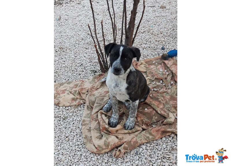 Mabel 3 mesi tg. Media: Abbandonato solo in Campagna. Cerca Urgentemente Casa! - Foto n. 5