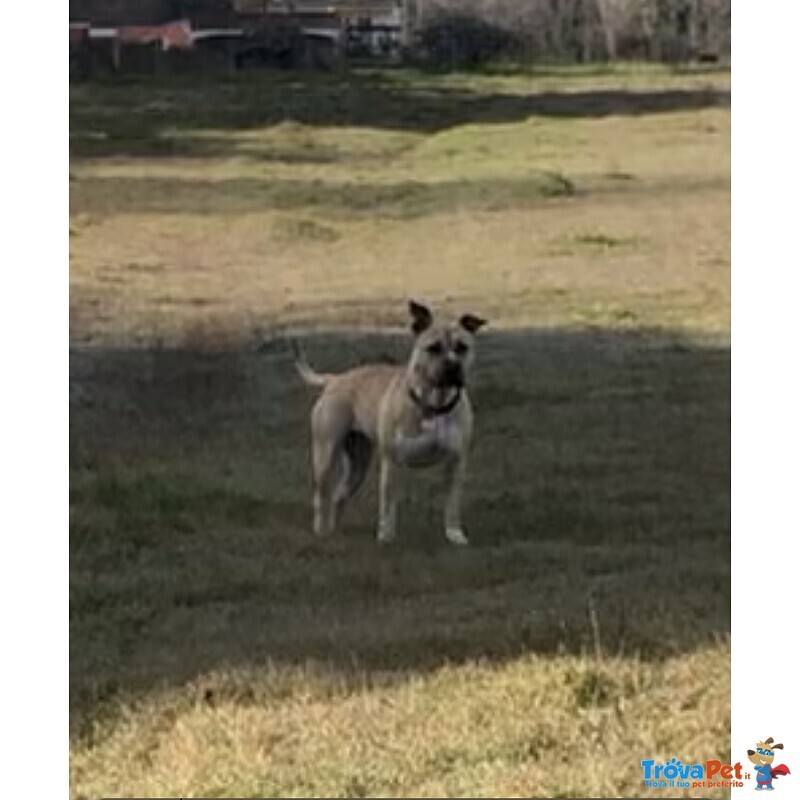 Amstaff Femmina 18 mesi Sterilizzata - Foto n. 3