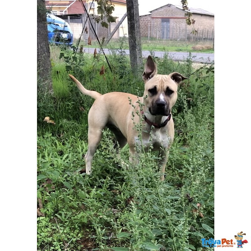 Amstaff Femmina 18 mesi Sterilizzata - Foto n. 5