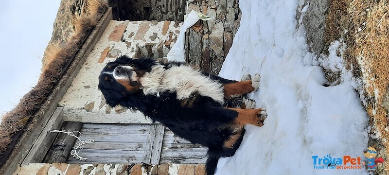 Bovaro del Bernese Cerca Fidanzata - Foto n. 1