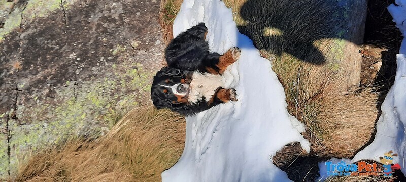 Bovaro del Bernese Cerca Fidanzata - Foto n. 5