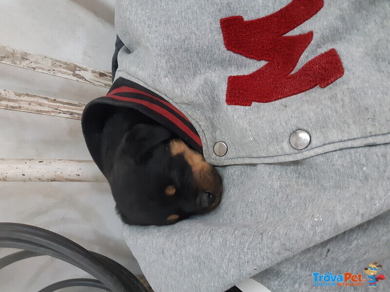 Cuccioli Rotweiler - Foto n. 1