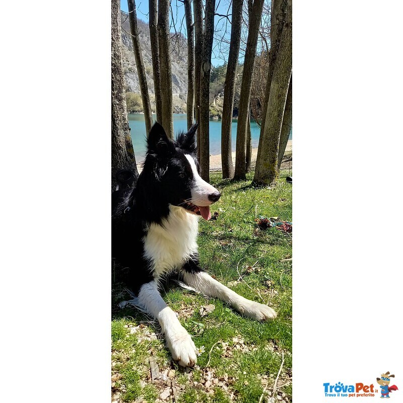 Border Collie Maschio 2 anni per Monta - Foto n. 5