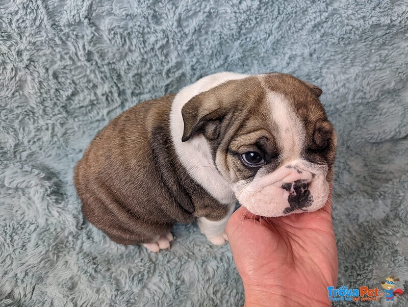 Adorabili Cuccioli di Bulldog Inglese - Foto n. 1