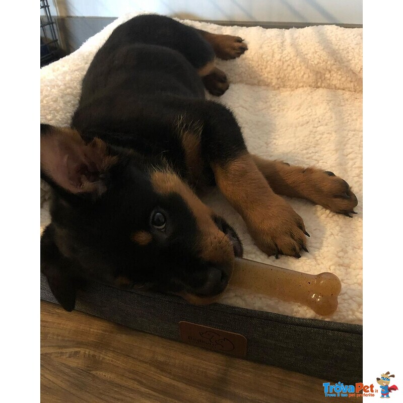 Cuccioli di Rottweiller in Adozione - Foto n. 1