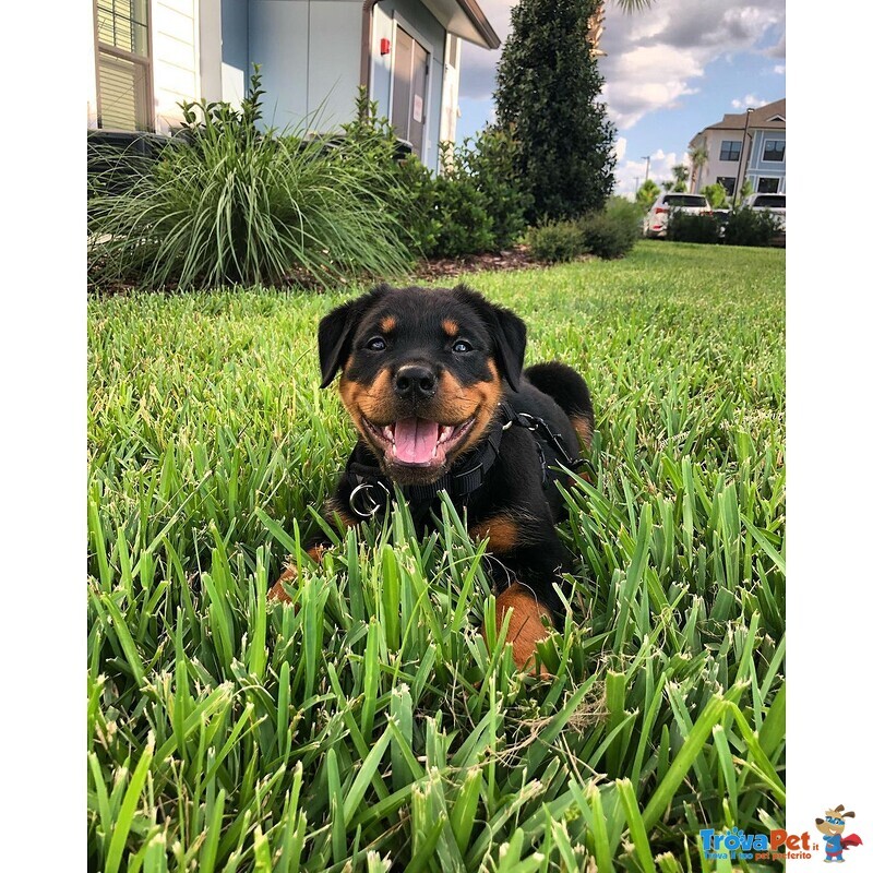 Cuccioli di Rottweiller in Adozione - Foto n. 2