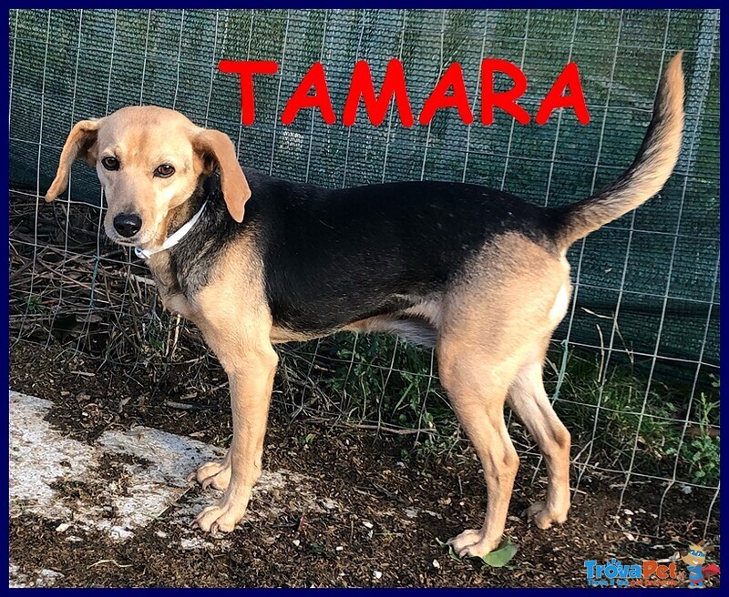 Tamara Dolce e Timida Cagnolina 6 anni Cerca Ancora Famiglia per la Vita - Foto n. 1