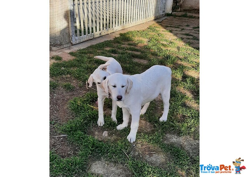 Oliver e Marina, 5 Mesi: Trovati Vicino a un Passaggio a Livello: Cercano Casa! - Foto n. 2