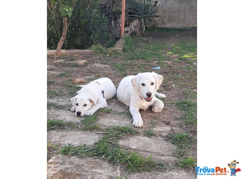 Oliver e Marina, 5 Mesi: Trovati Vicino a un Passaggio a Livello: Cercano Casa! - Foto n. 4