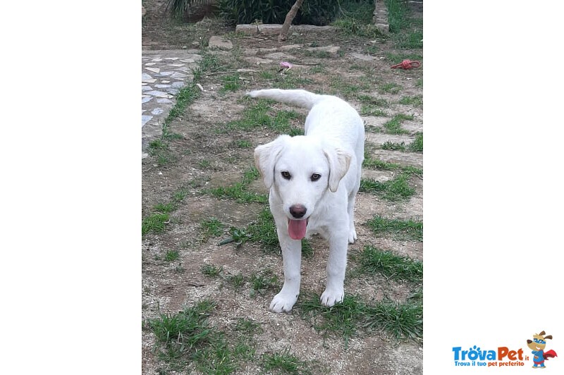 Oliver e Marina, 5 Mesi: Trovati Vicino a un Passaggio a Livello: Cercano Casa! - Foto n. 6